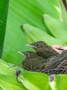 Clay-colored Thrush (Turdus grayi) chicks in a nest, in Costa Rica