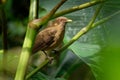 Clay-colored Thrush - Turdus grayi common Middle American bird of the thrush family Turdidae, national bird of Costa Rica