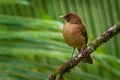 Clay-colored Thrush - Turdus grayi common Middle American bird of the thrush family Turdidae, national bird of Costa Rica, known