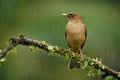 Clay-colored Thrush - Turdus grayi common Middle American bird of the thrush Turdidae, national bird of Costa Rica, known as the