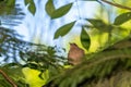 Clay-colored Thrush (Turdus grayi) in Costa Rica