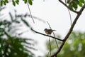 Clay-colored Thrush (Turdus grayi) in Costa Rica