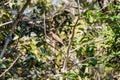 Clay-colored thrush Turdus grayi near Atitlan lake, Guatema