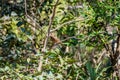 Clay-colored thrush Turdus grayi near Atitlan lake, Guatema