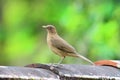 Clay-colored Thrush Turdus grayi on tiles