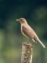 Clay-colored Thrush Turdus grayi