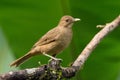 Clay-colored thrush