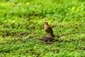 Clay-colored Thrush (Turdus grayi) on the ground, taken in Costa Rica