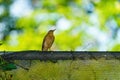 Clay-colored Thrush (Turdus grayi) perched on top of a fence in Costa Rica