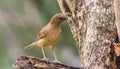 Clay Covered Thrush