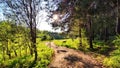 Clay dry dirt road in a pine forest on a sunny autumn, spring, or summer day. Natural landscape in good weather with the Royalty Free Stock Photo