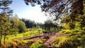 Clay dry dirt road in a pine forest on a sunny autumn, spring, or summer day. Natural landscape in good weather with the Royalty Free Stock Photo