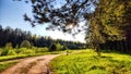 Clay dry dirt road in a pine forest on a sunny autumn, spring, or summer day. Natural landscape in good weather with the Royalty Free Stock Photo