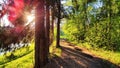 Clay dry dirt road in a pine forest on a sunny autumn, spring, or summer day. Natural landscape in good weather with the Royalty Free Stock Photo