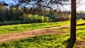 Clay dry dirt road in a pine forest on a sunny autumn, spring, or summer day. Natural landscape in good weather with the Royalty Free Stock Photo