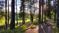 Clay dry dirt road in a pine forest on a sunny autumn, spring, or summer day. Natural landscape in good weather with the Royalty Free Stock Photo