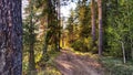 Clay dry dirt road in a pine forest on a sunny autumn, spring, or summer day. Natural landscape in good weather with the Royalty Free Stock Photo