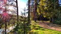 Clay dry dirt road in a pine forest on a sunny autumn, spring, or summer day. Natural landscape in good weather with the Royalty Free Stock Photo