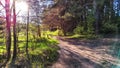 Clay dry dirt road in a pine forest on a sunny autumn, spring, or summer day. Natural landscape in good weather with the Royalty Free Stock Photo