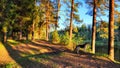 Clay dry dirt road in a pine forest on a sunny autumn, spring, or summer day. Natural landscape in good weather with the Royalty Free Stock Photo