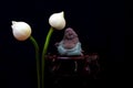 Laughing buddha figurine and white lotus flower buds Royalty Free Stock Photo