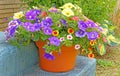 clay flower pot full of variety of annual Spring flowers