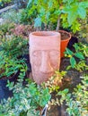 clay head statue under Madagascar periwinkle flower in tree pot