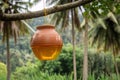 Clay Honey Pot Hanging from Tree Branch in Tropical Setting