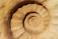 Clay imprint of a large ammonite.