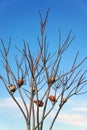 Clay jars hanging on dry tree branches with clear blue sky background Royalty Free Stock Photo