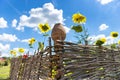 Clay jug on a wooden fence with sunflowers