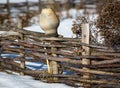 Clay jug on wooden fence in winter