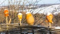 Clay jugs on wooden fence in winter