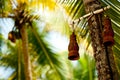 Clay lamp and palm tree