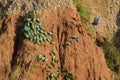 Clay lick in Tambopata National Reserve