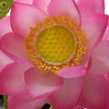 Clay lotus flower on white background Royalty Free Stock Photo