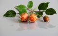 Clay orange roses flower on white background Royalty Free Stock Photo