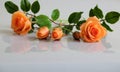 Clay orange roses flower on white background Royalty Free Stock Photo