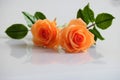 Clay orange roses flower on white background Royalty Free Stock Photo