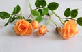 Clay orange roses flower on white background Royalty Free Stock Photo