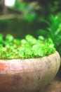 Clay outdoor large vase with green plants in the garden