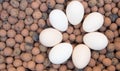 Clay Pebbles with eggs