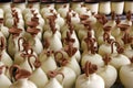 Clay pitchers at factory