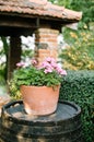 Clay pot with blooming geranium growing standing on an old barrel in the middle of the garden. Selective focus. garden design Royalty Free Stock Photo