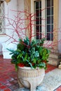 Clay pot of Christmas greenery on a terrace with red berries and red branches - Christmas decor Royalty Free Stock Photo