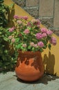 Clay pot with colorful flowers