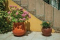 Clay pot with colorful flowers