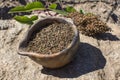 Clay pot full of laurel sumac seed harvest