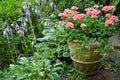 Pink geranium flower pot Royalty Free Stock Photo