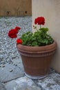 Clay pot with red flower. Ceramic pot of red geranium flower. Royalty Free Stock Photo